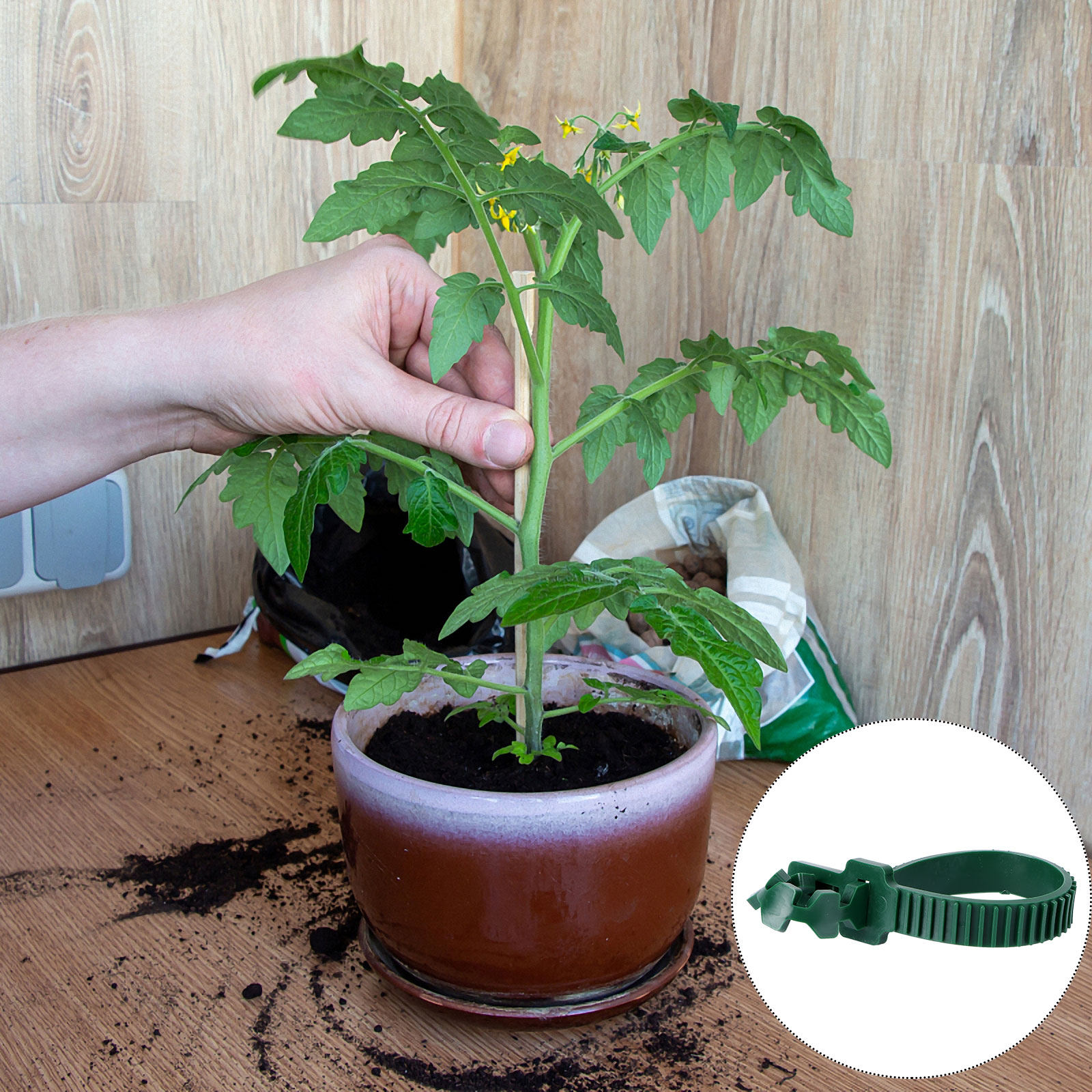 20Pcs Vine Fixing Buckle Garde - Bonsai Garden Plants review and price
