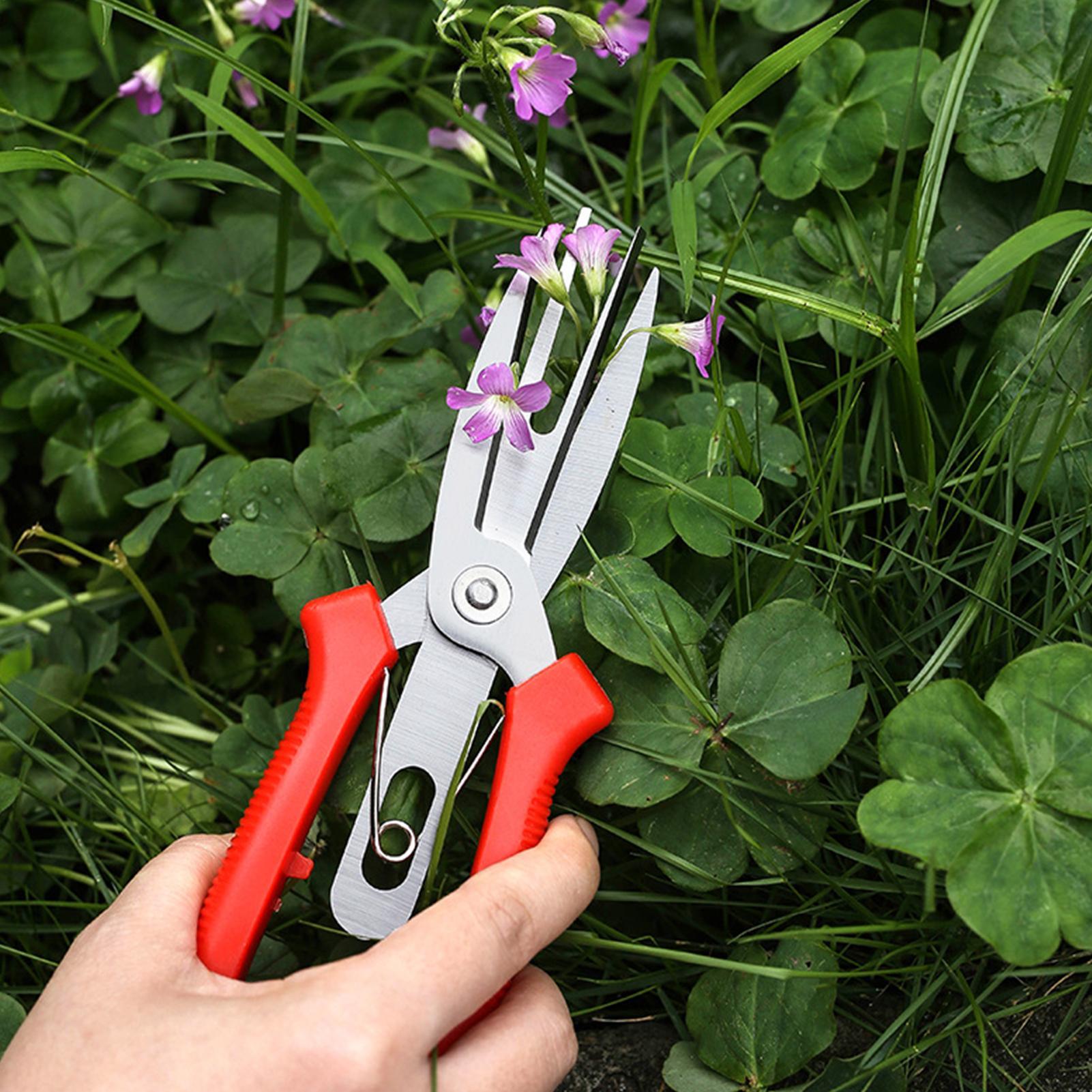 Garden Shears Stainless Steel  - Bonsai Garden Plants review and price